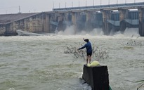 Cá 'ngửi' mùi nước khi thủy điện Trị An xả lũ, nhiều người mạo hiểm đi bắt