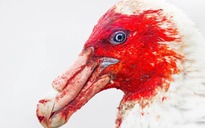 Ngắm những bức ảnh chim 'đầy cảm hứng' trong giải thưởng quốc tế