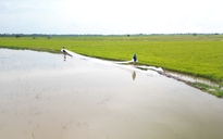 Tây Ninh: Hơn 4.000 ha lúa có nguy cơ bị ngập lũ