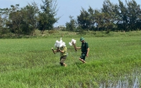 Hàng ngàn que tre dính keo bẫy chim trời giữa đồng Hoàn Lão
