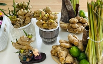 Không còn là gia vị, củ gừng lên đời thành bonsai siêu sang chảnh