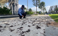 Giun đất bò kín vỉa hè rồi chết khô ở Quảng Ngãi: Chuyên gia lý giải nguyên nhân