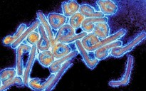 Ethiopia bùng phát virus Marburg, tỷ lệ tử vong cao ngang Ebola