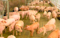 Giá heo hơi hôm nay 17.11.2025: Đã có dấu hiệu hồi phục? 