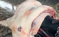 Bắt 3 cán bộ thú y liên quan vụ bán thịt nhiễm dịch tả heo châu Phi ở chợ