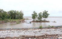 Cà Mau: Chuyển đổi hơn 21 ha rừng để xây tuyến đê biển Tây