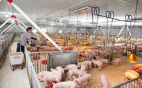 Giá heo hơi hôm nay 21.11.2025: Quay lại mốc 50.000 đồng/kg