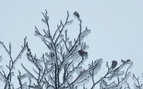 Không khí lạnh mới đang về, miền Trung tiếp tục đón đợt mưa lớn