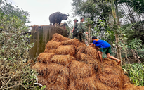 Con trâu đứng trên mái nhà ở rốn lũ: Được bộ đội giải cứu, đoàn tụ với chủ
