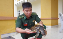 Quảng Ngãi: Thiếu nữ 16 tuổi phát hiện đồi mồi quý hiếm, nhờ biên phòng cứu hộ