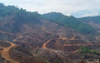 Gia Lai điều tra vụ phá rừng trên diện tích 94 ha