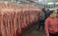 Giá heo hơi hôm nay 5.11.2025: Vì sao rớt thảm?