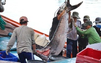 Sợ mất trắng, ngư dân Khánh Hòa ồ ạt bán tháo cá trước bão số 13 Kalmaegi