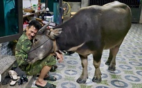 Chuyện về Mập - chú trâu mồ côi lớn nhanh như thổi nhưng vẫn thích làm nũng