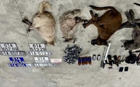 TP.HCM: Trộm chó bỏ lại ô tô có cả biển số xanh để thoát thân