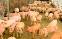 Giá heo hơi hôm nay 1.12.2025: Đồng loạt tăng trên cả 3 miền