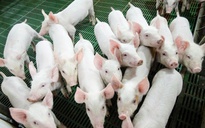 Nông nghiệp Hòa Phát: Từ 'tay mơ' đến công ty chăn nuôi hàng đầu Việt Nam