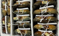 Cà Mau phát triển vùng nguyên liệu cua biển xuất khẩu sang Trung Quốc