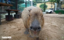 Vì sao capybara ở Thảo Cầm Viên Sài Gòn lúc nào cũng lim dim như buồn ngủ?