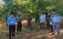 Cưỡng chế thu hồi hơn 3 ha đất rừng bị lấn chiếm trái phép ở Mũi Né