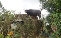 Những con vật khiến cộng đồng dõi theo suốt năm 2025