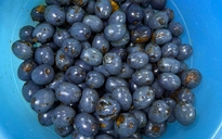 Trái cọ vào mùa: Ăn sao cho đúng để không rát cổ?