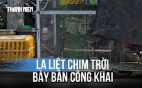 Thách thức pháp luật, mua bán chim trời công khai