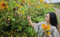 Hoa dã quỳ nở vàng rực cuối năm: Triền đồi đẹp như tranh, ai cũng muốn check-in