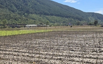 Tan hoang 'thủ phủ' hoa lay ơn