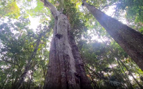 6 cây cổ thụ ở Phú Quốc được công nhận là cây di sản Việt Nam