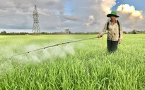 Xóa nỗi lo cỏ dại trên ruộng lúa