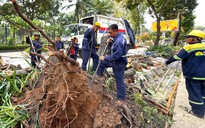 Lãnh đạo TP.HCM yêu cầu chế tài nhà thầu xâm hại cây xanh