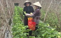 Nhiều hộ dân ở Long An thoát nghèo nhờ Quỹ hỗ trợ cộng đồng David Dương