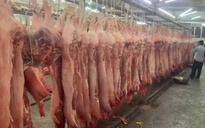 Giá heo hơi hôm nay 14.4.2025: Tiếp tục tăng nhẹ