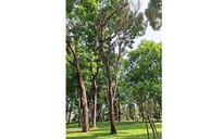 Cây chết khô ở công viên Gia Định