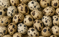 Bác sĩ 24/7: Ăn trứng cút rang muối nguyên vỏ có tốt?