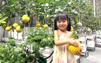 Khu vườn sân thượng cho trái quanh năm của ông bố 9X