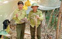Nạn săn bắt thú rừng gia tăng ở Vườn quốc gia Chư Yang Sin