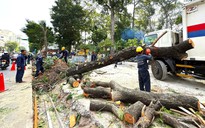Bí thư TP.HCM truy trách nhiệm việc cải tạo vỉa hè ảnh hưởng cây xanh