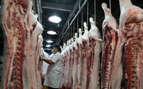 Giá heo hơi hôm nay 3.4.2025: Bất ngờ tăng