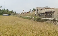 Chốt thời gian hỗ trợ thiệt hại lúa chết cạnh cao tốc Cần Thơ - Cà Mau