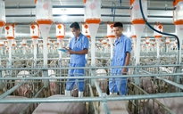 Thêm 15 trang trại heo ăn chay BAF đạt tiêu chuẩn toàn cầu