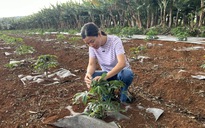 Vườn ươm mang hy vọng mới cho loại nông sản xuất khẩu hàng đầu của Việt Nam