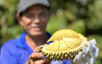 Vì sao sầu riêng Thái mở được 'luồng xanh'?