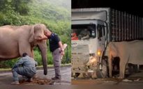 Malaysia tìm giải pháp sau khi voi con bị xe tông chết vì băng ngang xa lộ