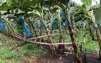 Bà Rịa - Vũng Tàu: Phát hiện thi thể trẻ sơ sinh đang phân hủy