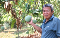 Xoài Úc chỉ còn hơn 1.000 đồng/kg, rụng đầy gốc không bán được