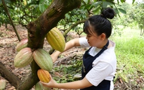 Để hồn Việt 'lên men' trong từng hạt cacao thủ công