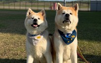Ngộ nghĩnh chó Akita trở thành giám đốc sân bay ở Nhật Bản