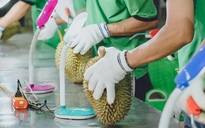 Cơ hội cho sầu riêng tăng xuất khẩu vào Trung Quốc